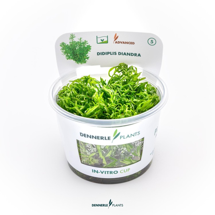 Dennerle Didiplis Diandra In-Vitro - imagine 5